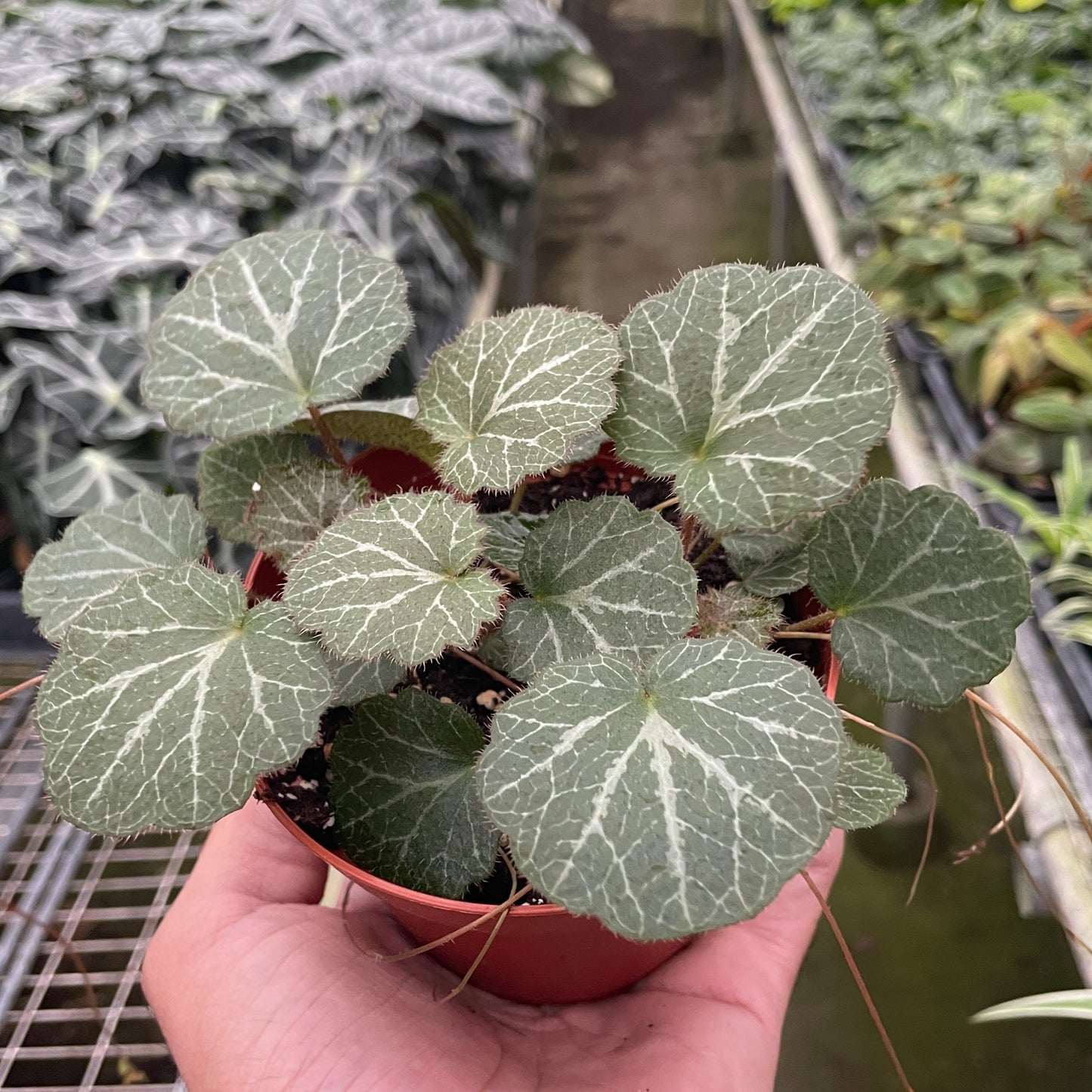 Begonia 'Strawberry' Media 1 of 1