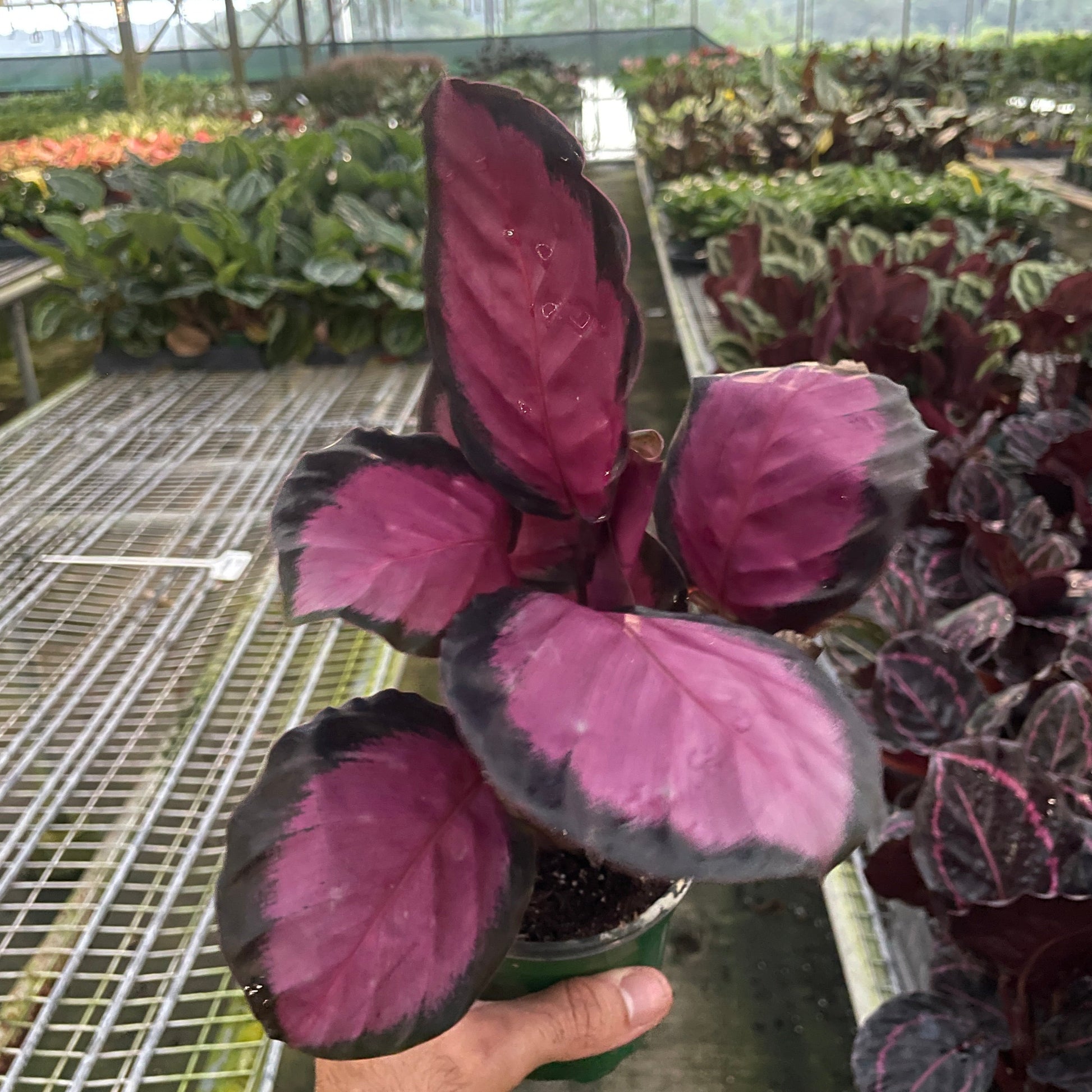 purple pink indoor plant Buy Calathea Rosy Purple Rose