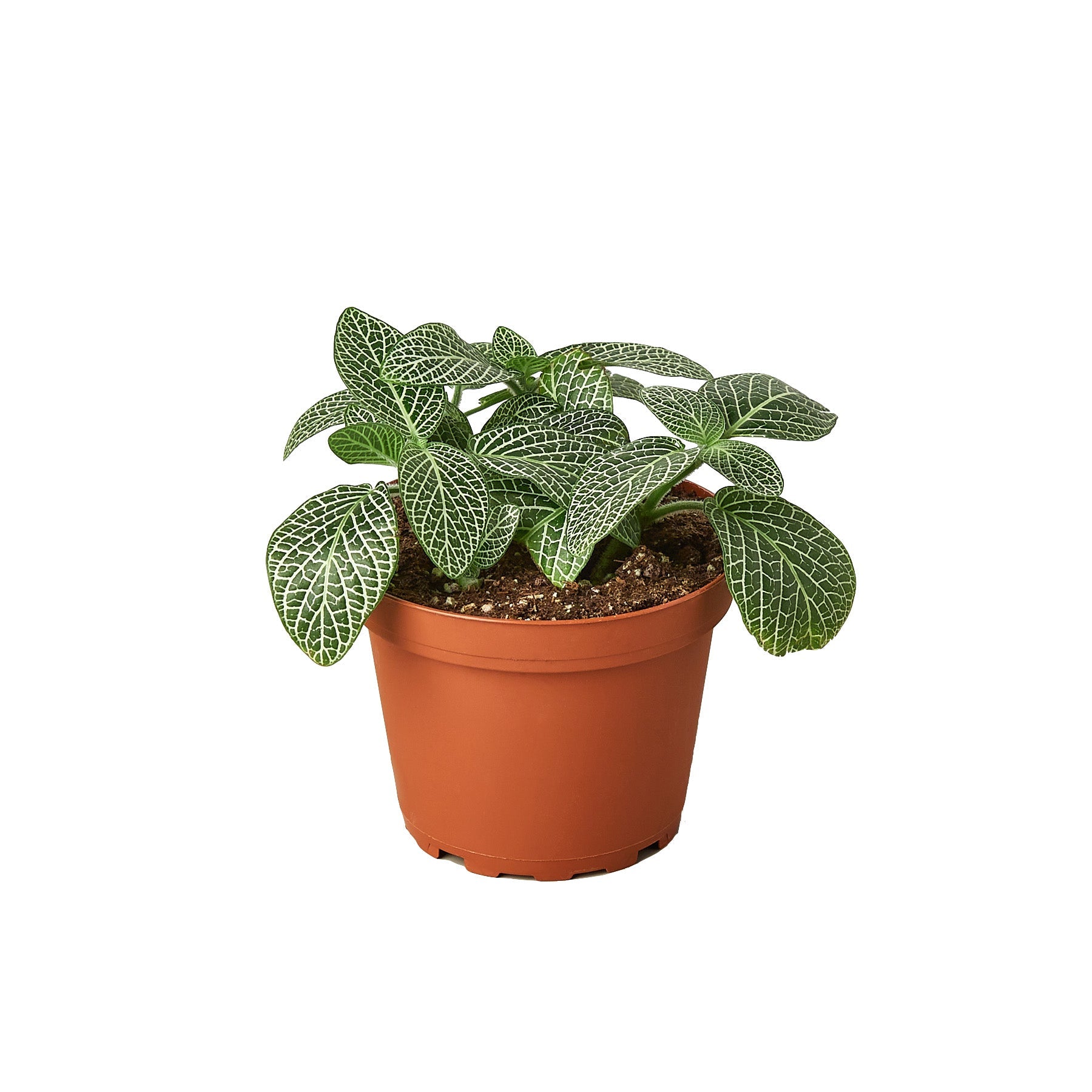 Buy Fittonia White Nerve Plant