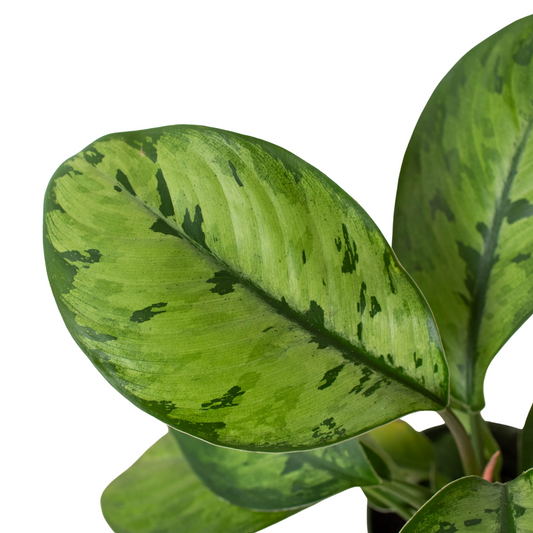 Homalomena Selby indoor plant