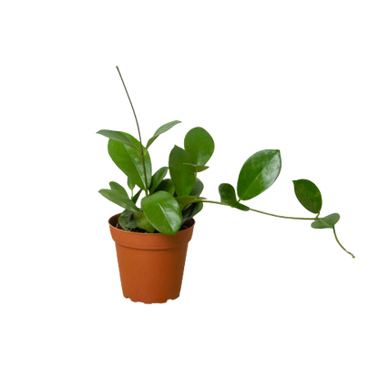 is hoya an indoor plant Buy Hoya Australis Plant