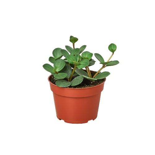 Peperomia Hope' - 4" Pot