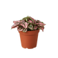 pink house plant