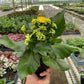 Kalanchoe 'Yellow'