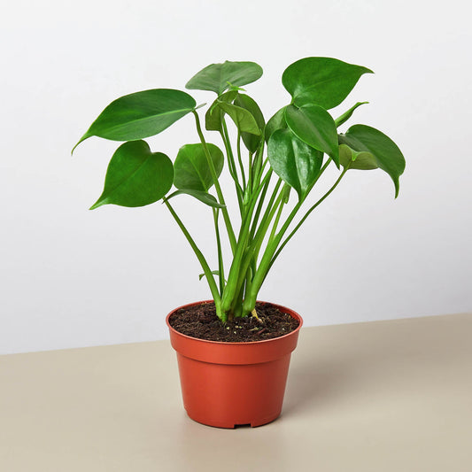 monstera house plant bundle, tropical indoor plant bundle