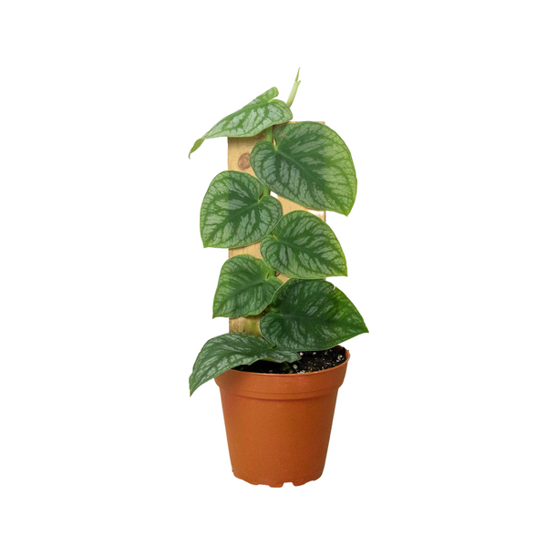 Buy Monstera Dubia (Shingle Plant) Rare | Live Indoor Plant