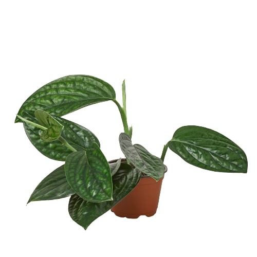 Monstera 'Peru' - 4" Pot