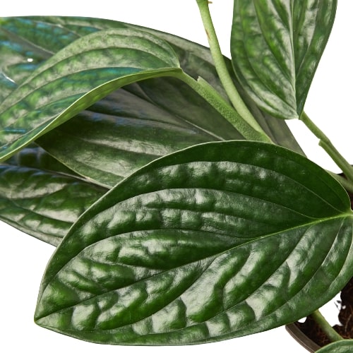 Monstera 'Peru' - 4" Pot