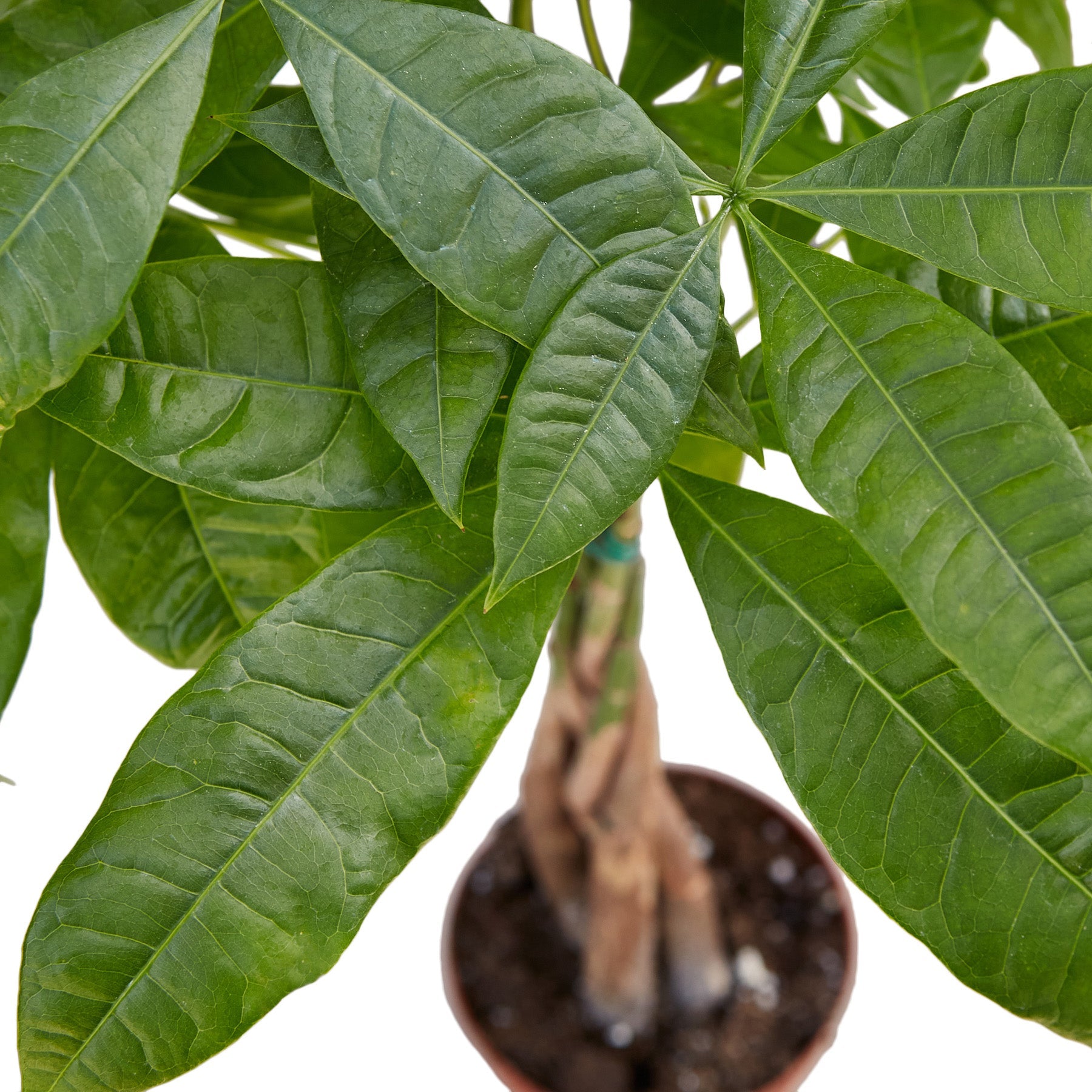 chestnut plant indoor Buy Money Tree Guiana Chestnut Pachira Braid
