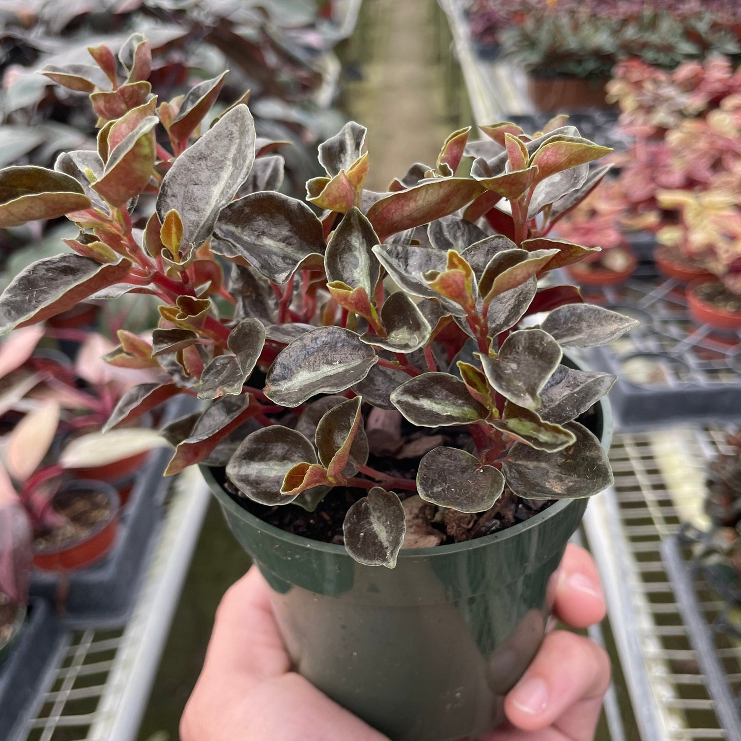 Peperomia 'Metallica