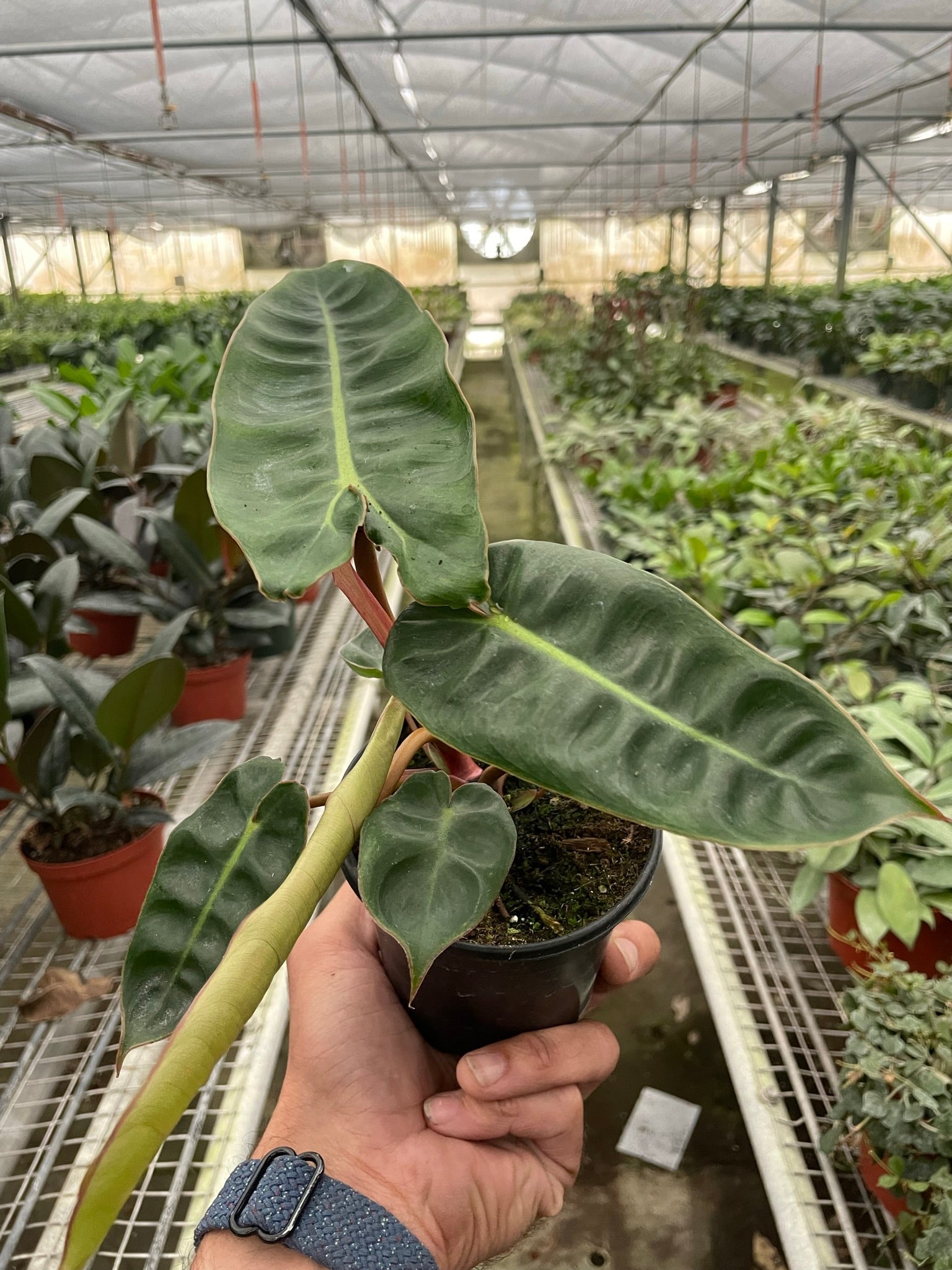 is philodendron billietiae rare Buy Rare Philodendron Billietiae