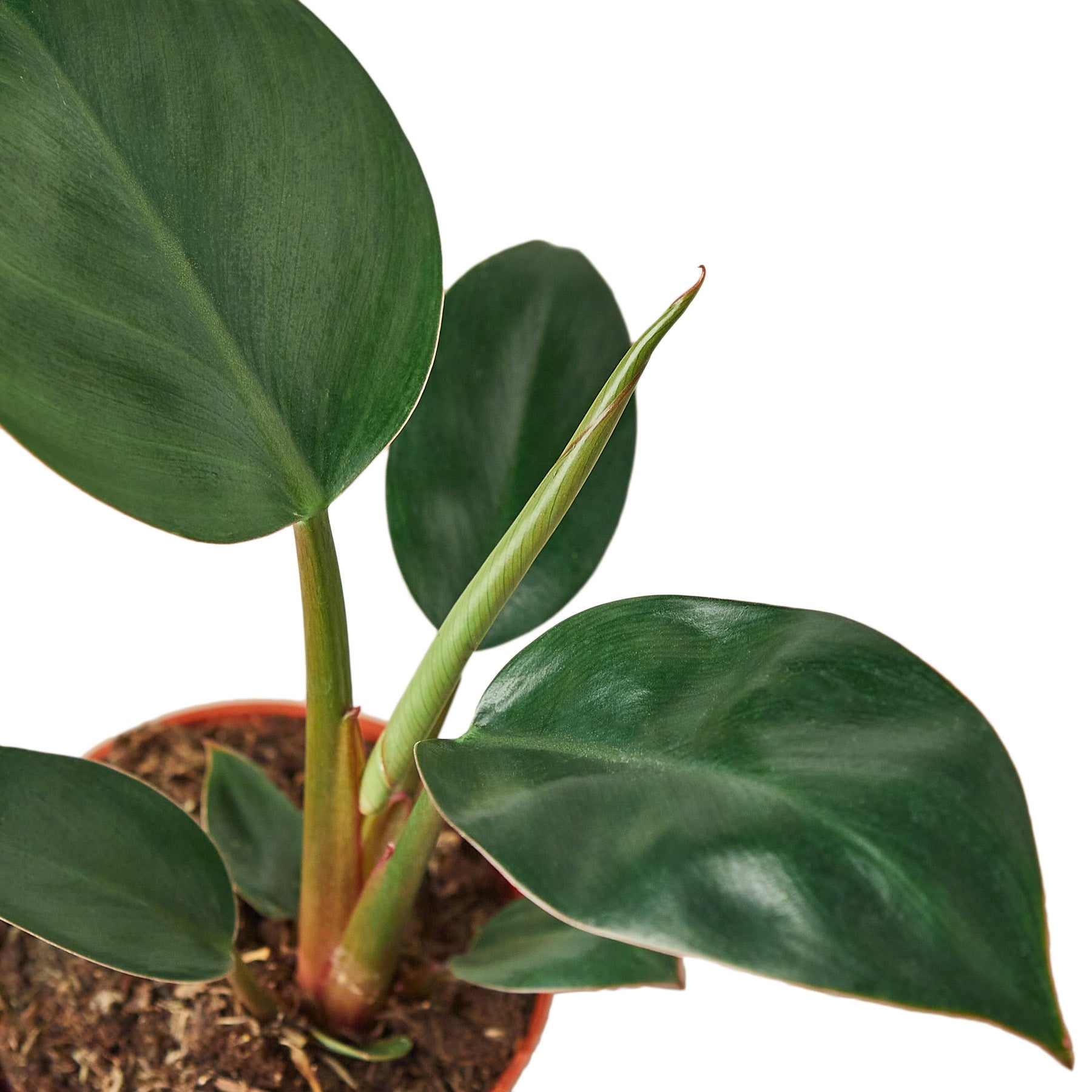 red congo philodendron in my area Philodendron 'Congo Rojo' 6" Pot