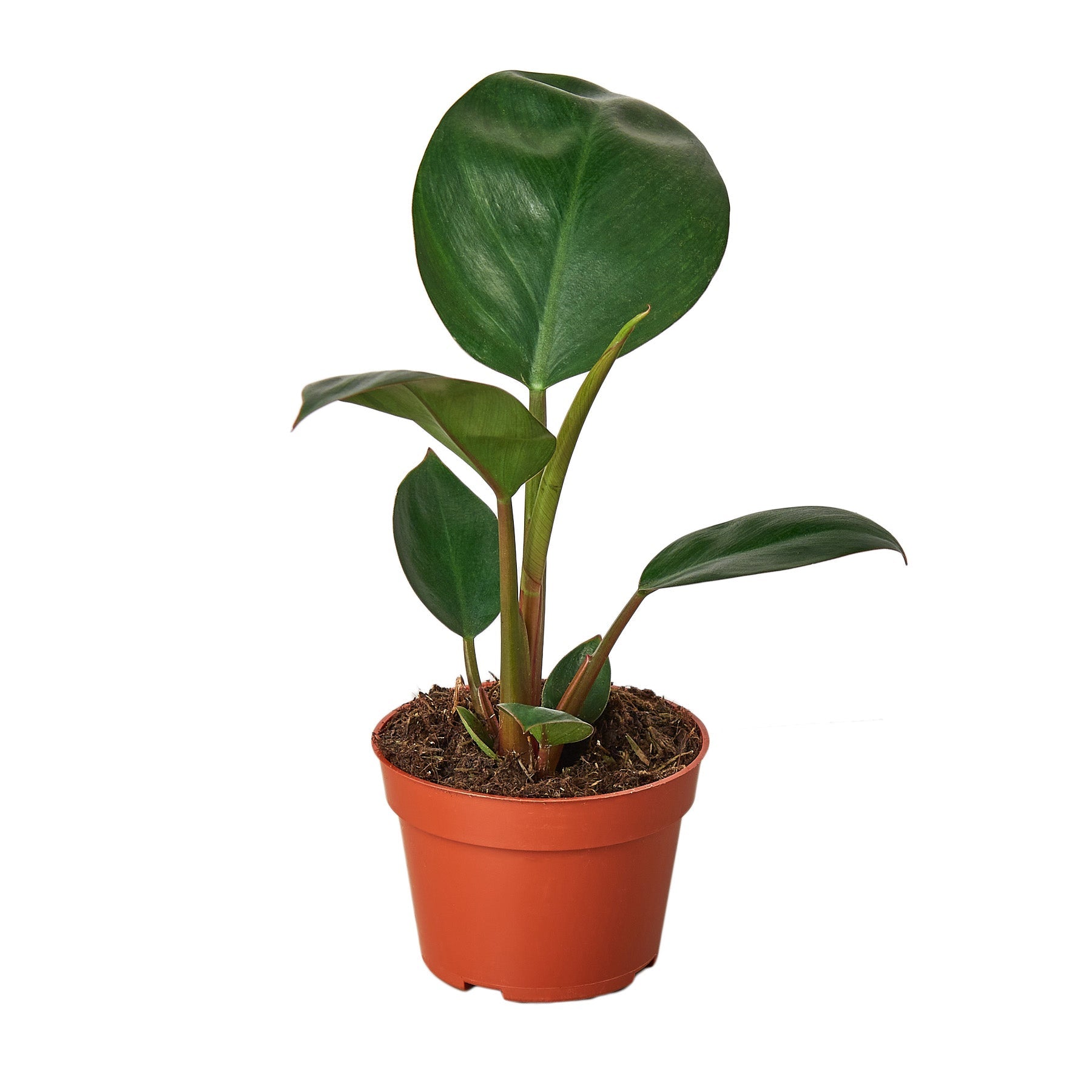 philodendron congo rojo for sale Philodendron 'Congo Rojo' 6" Pot