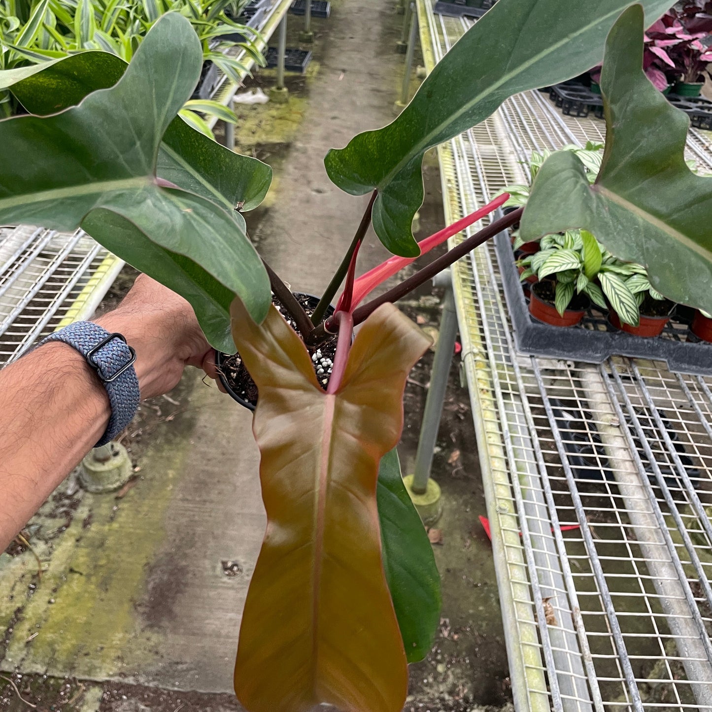 Philodendron 'Florida Bronze'