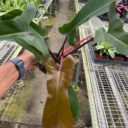 Philodendron 'Florida Bronze'