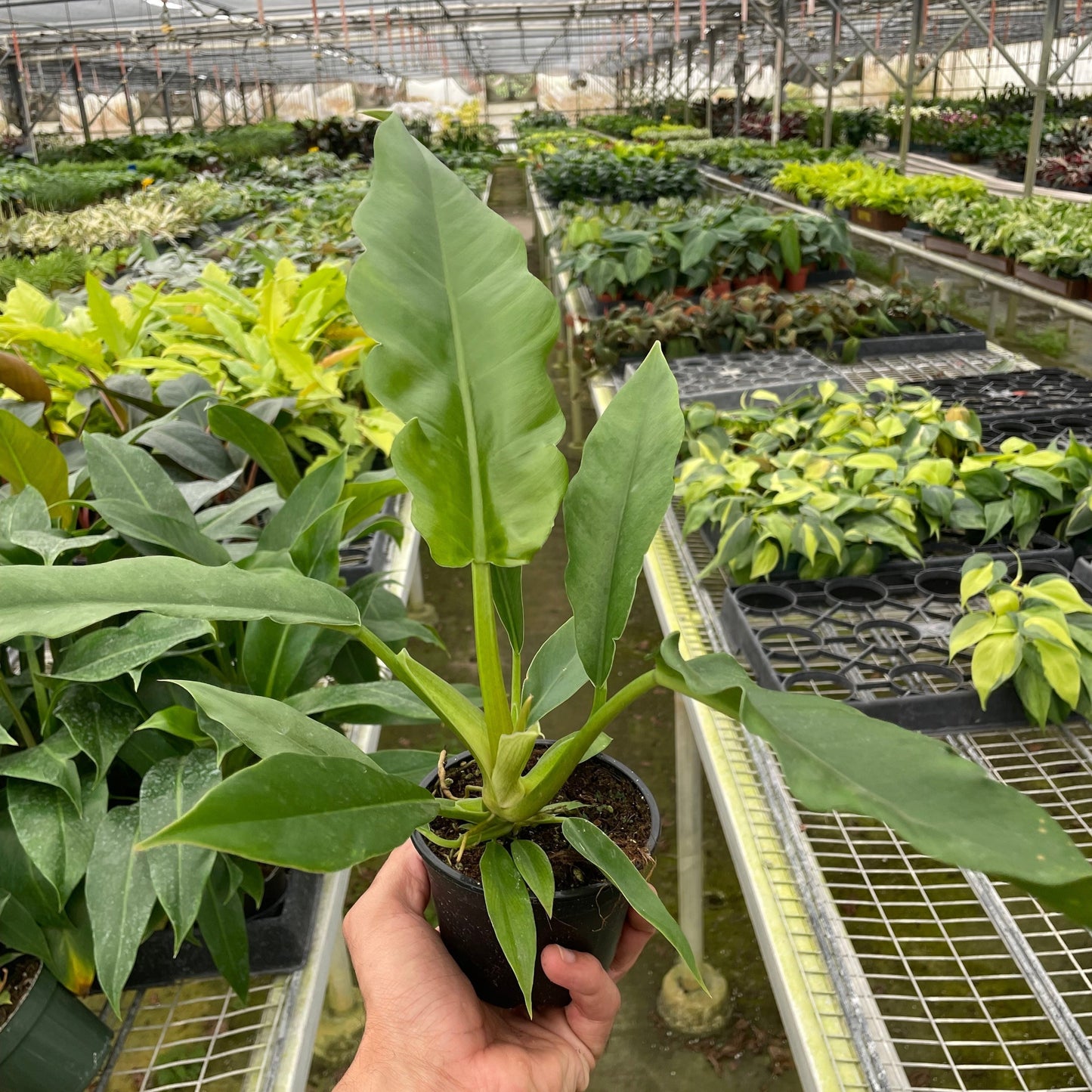 Philodendron 'Jungle Boogie' Media 1 of 2