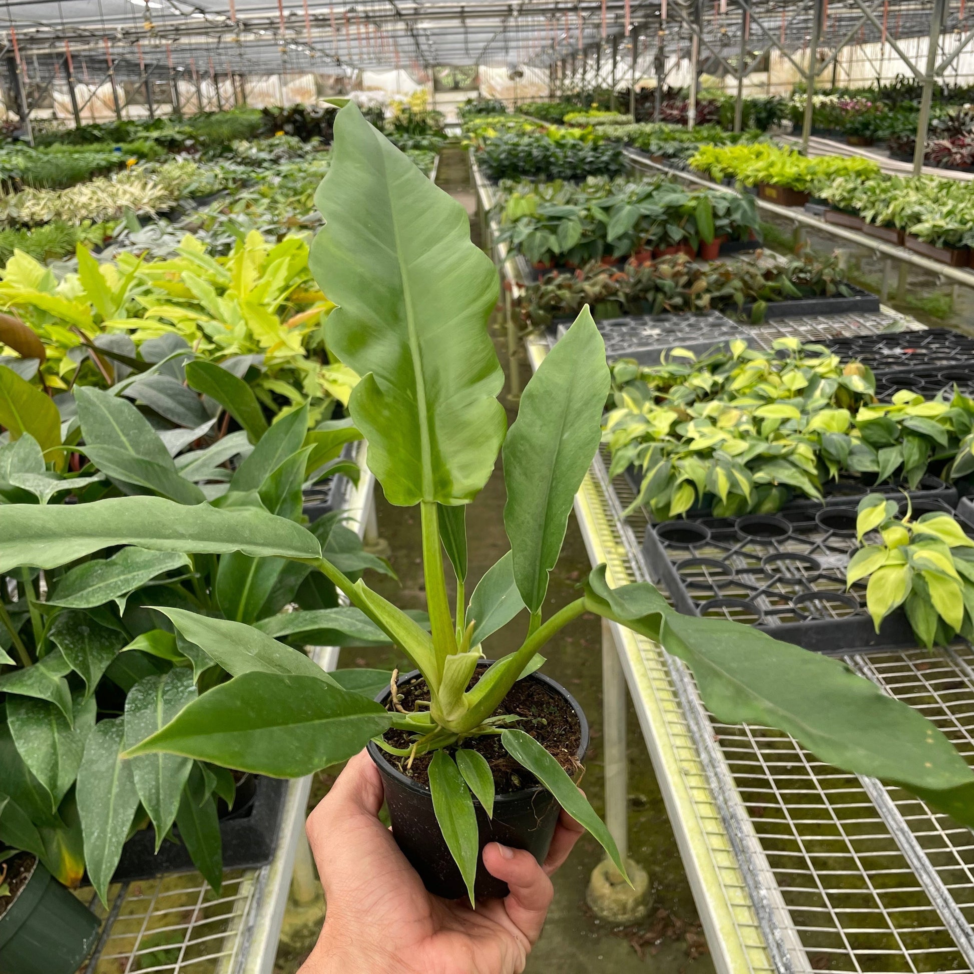 Philodendron 'Jungle Boogie' Media 1 of 2
