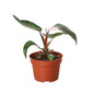 Rare Philodendron 'Pink Princess'