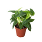 Monstera Siltepecana indoor plant