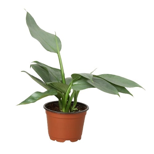 Rare Philodendron 'Silver Sword'