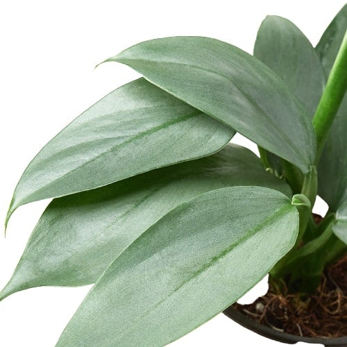 Rare Philodendron 'Silver Sword'