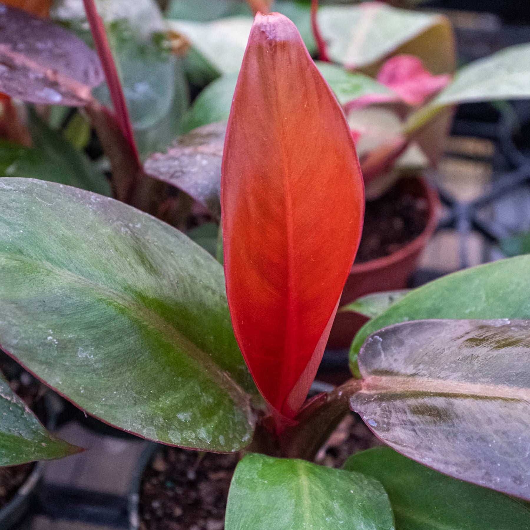 sunlight philodendron Buy Philodendron Sun Red