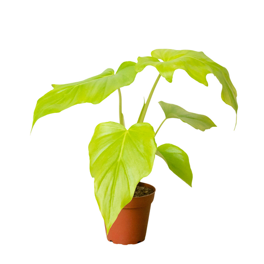 Philodendron 'Warscewiczii' Rare