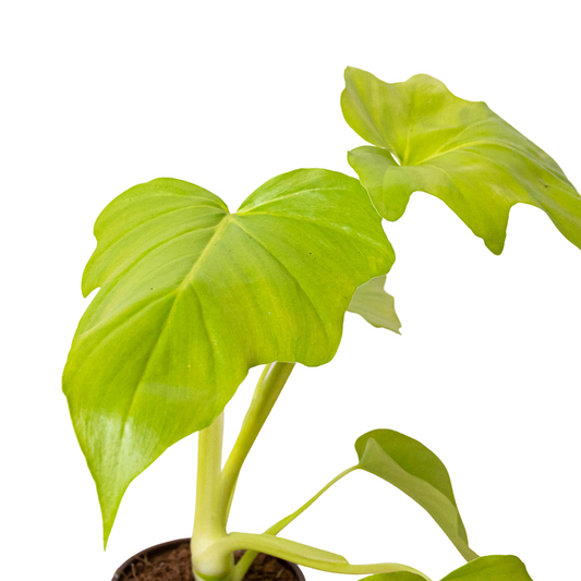 Philodendron 'Warscewiczii' Rare