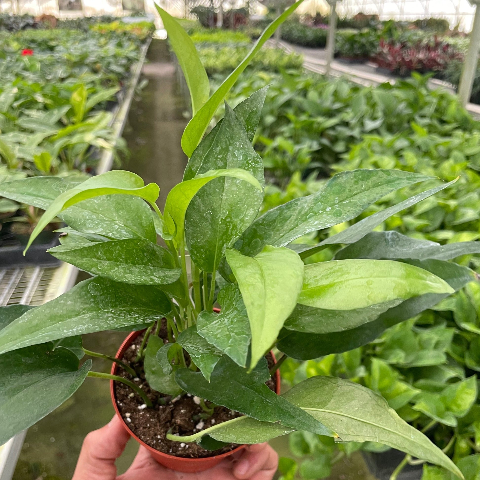 Pothos Skeleton Key 