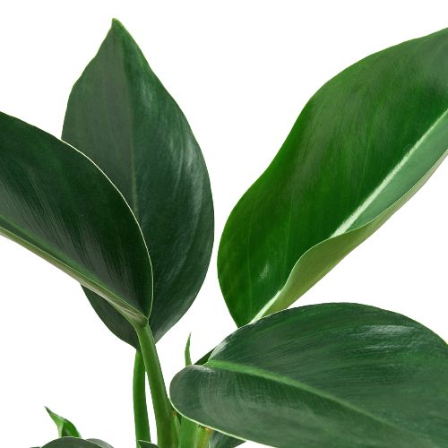 Philodendron 'Congo Green'