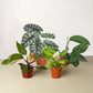 Exclusive Rare Plant Houseplant Bundle Media 1 of 1