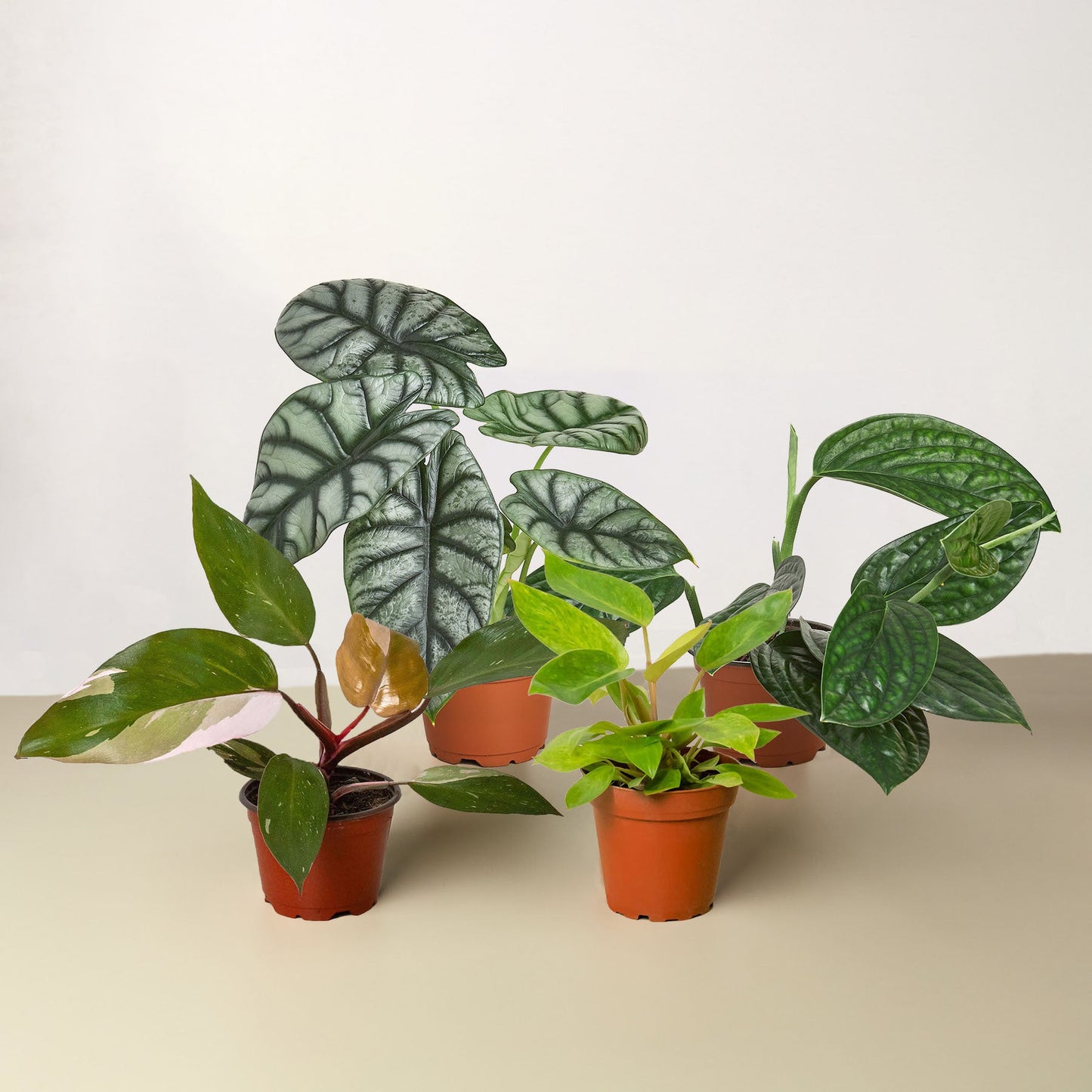 Exclusive Rare Plant Houseplant Bundle Media 1 of 1