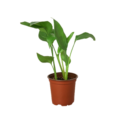 nicolai plant indoor White Bird of Paradise, Strelitzia Nicolai