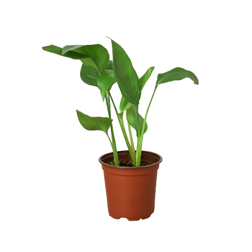white bird indoor plant White Bird of Paradise, Strelitzia Nicolai