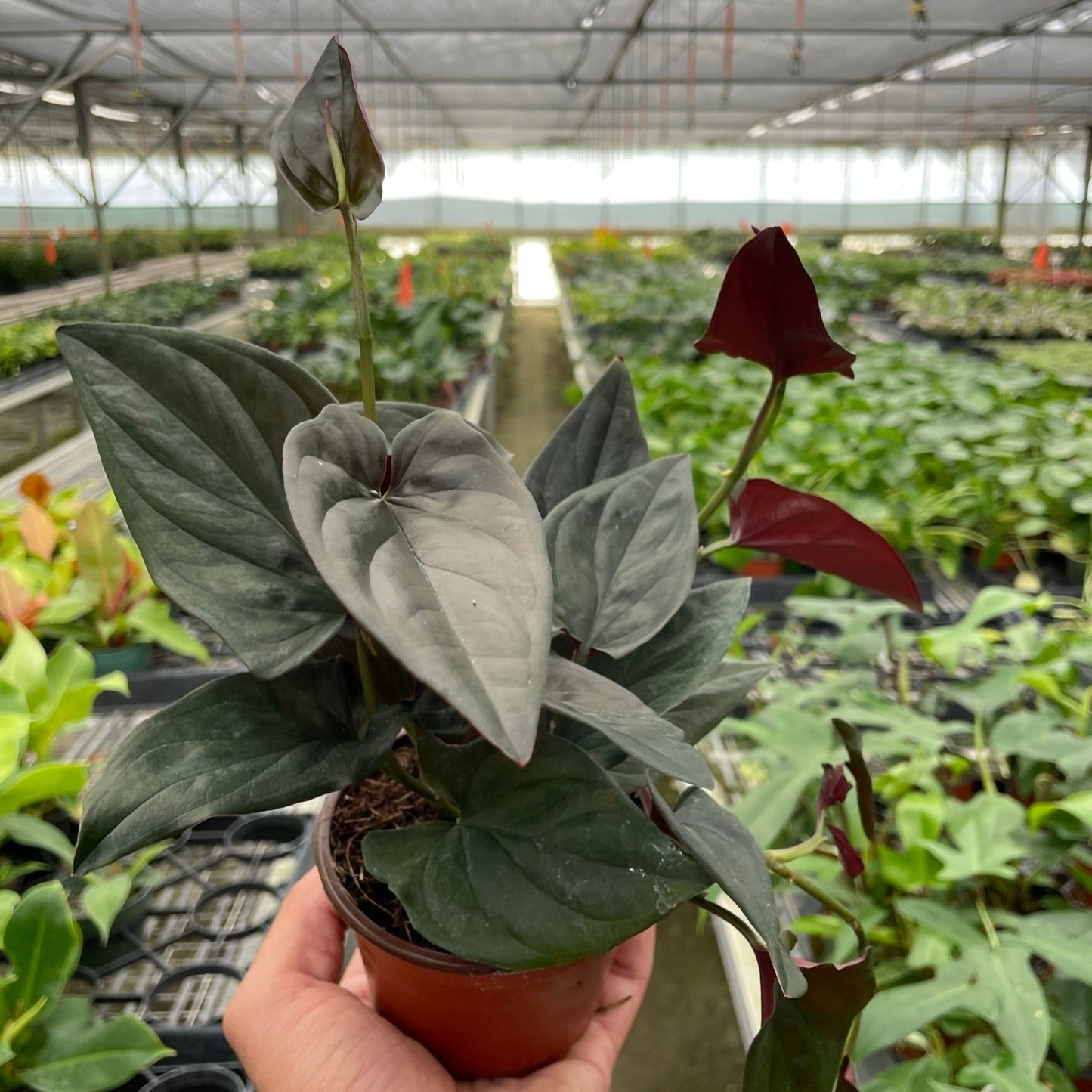 Syngonium 'Red Arrow'