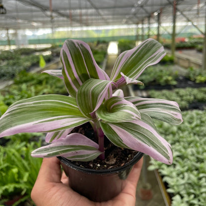 Tradescantia 'Nanouk' Media 1 of 1