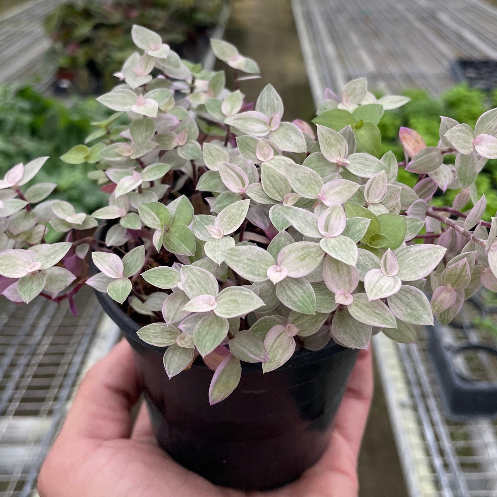 pink panther plant indoor Tradescantia Callisia 'Pink Panther'