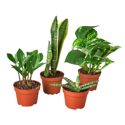 indoor plants low light for sale Buy Low Light Houseplant Bundle