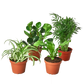 pet friendly houseplant bundle