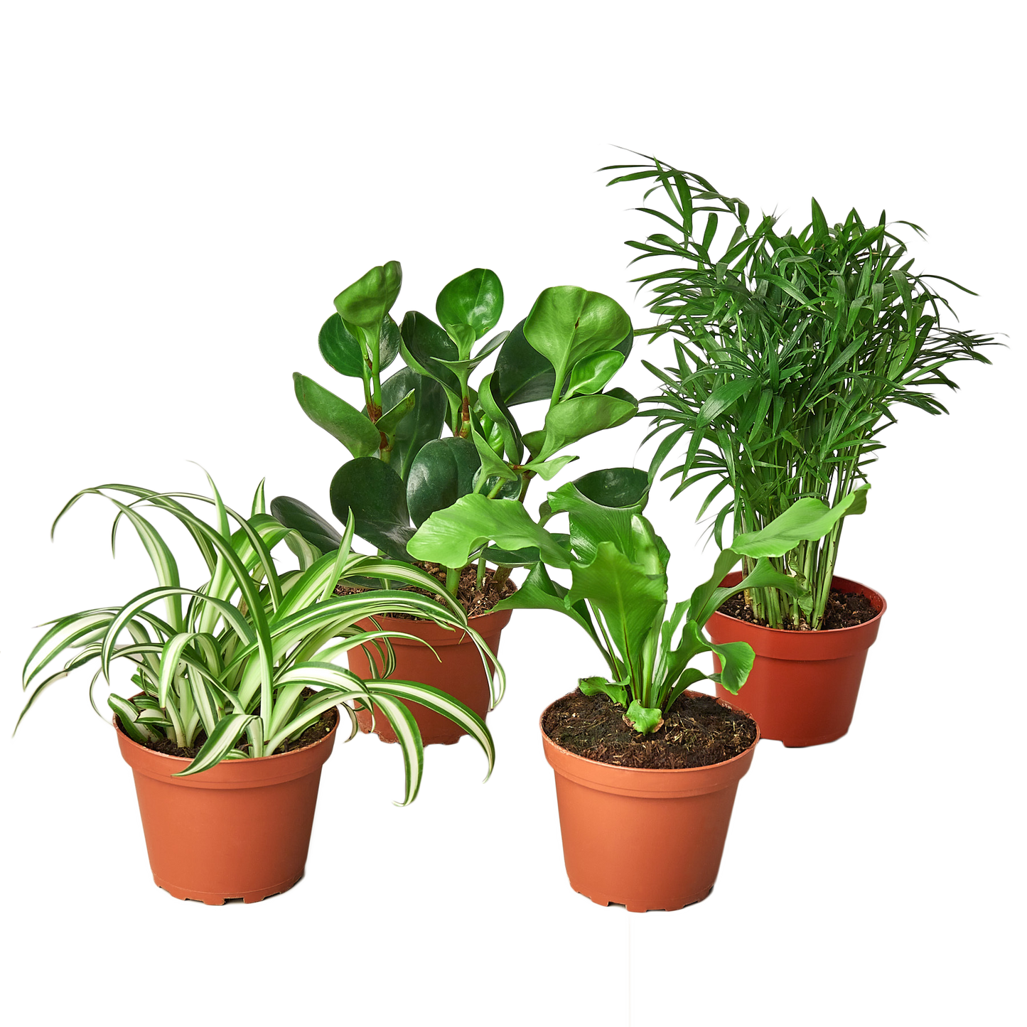 pet friendly houseplant bundle