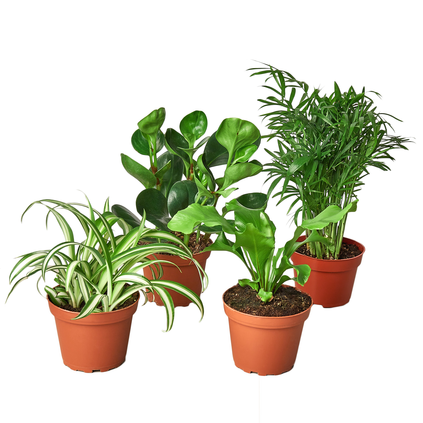 pet friendly houseplant bundle