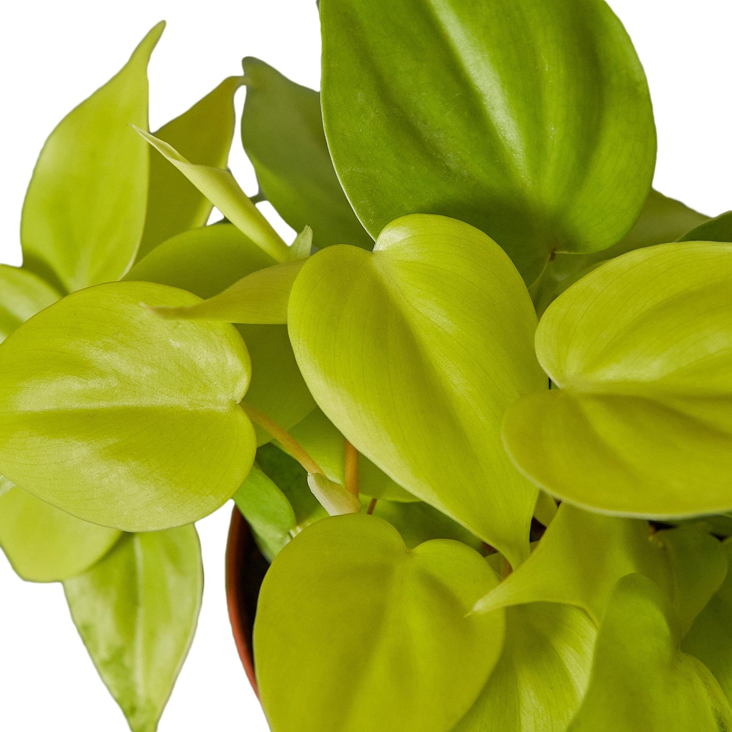 philodendron neon