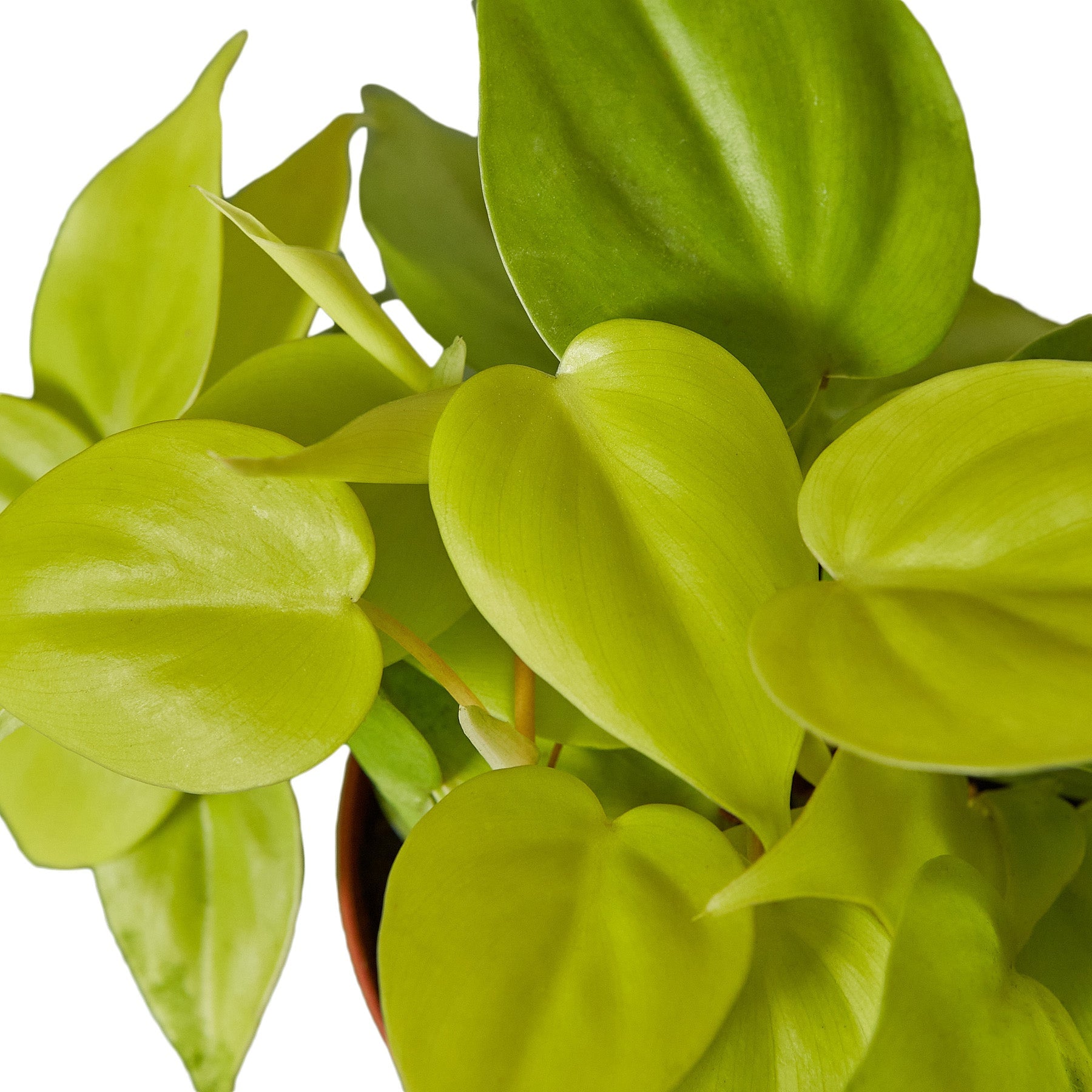philodendron scandens neon Buy Philodendron Neon