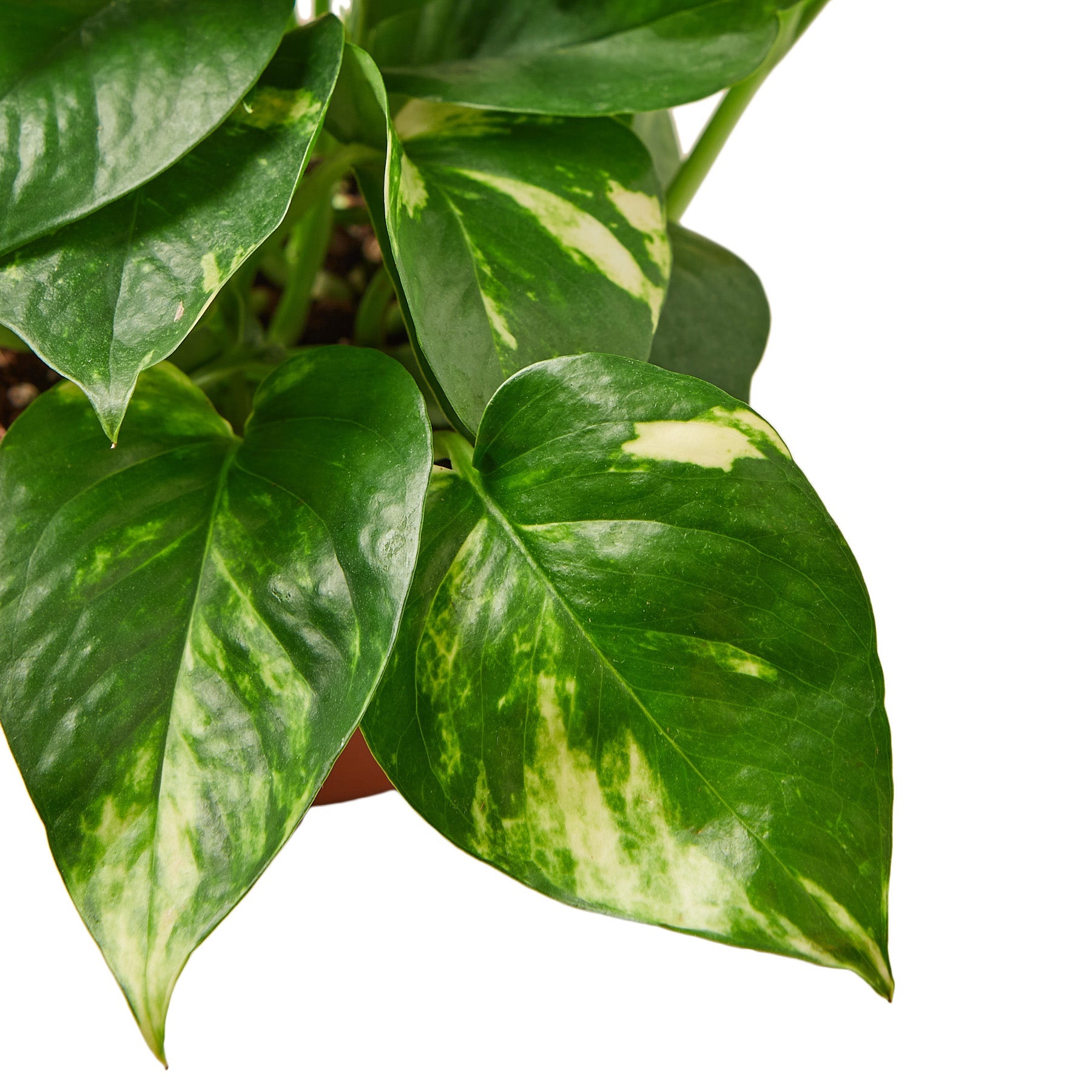 pothos variedades Buy 2 Pothos Variety Pack