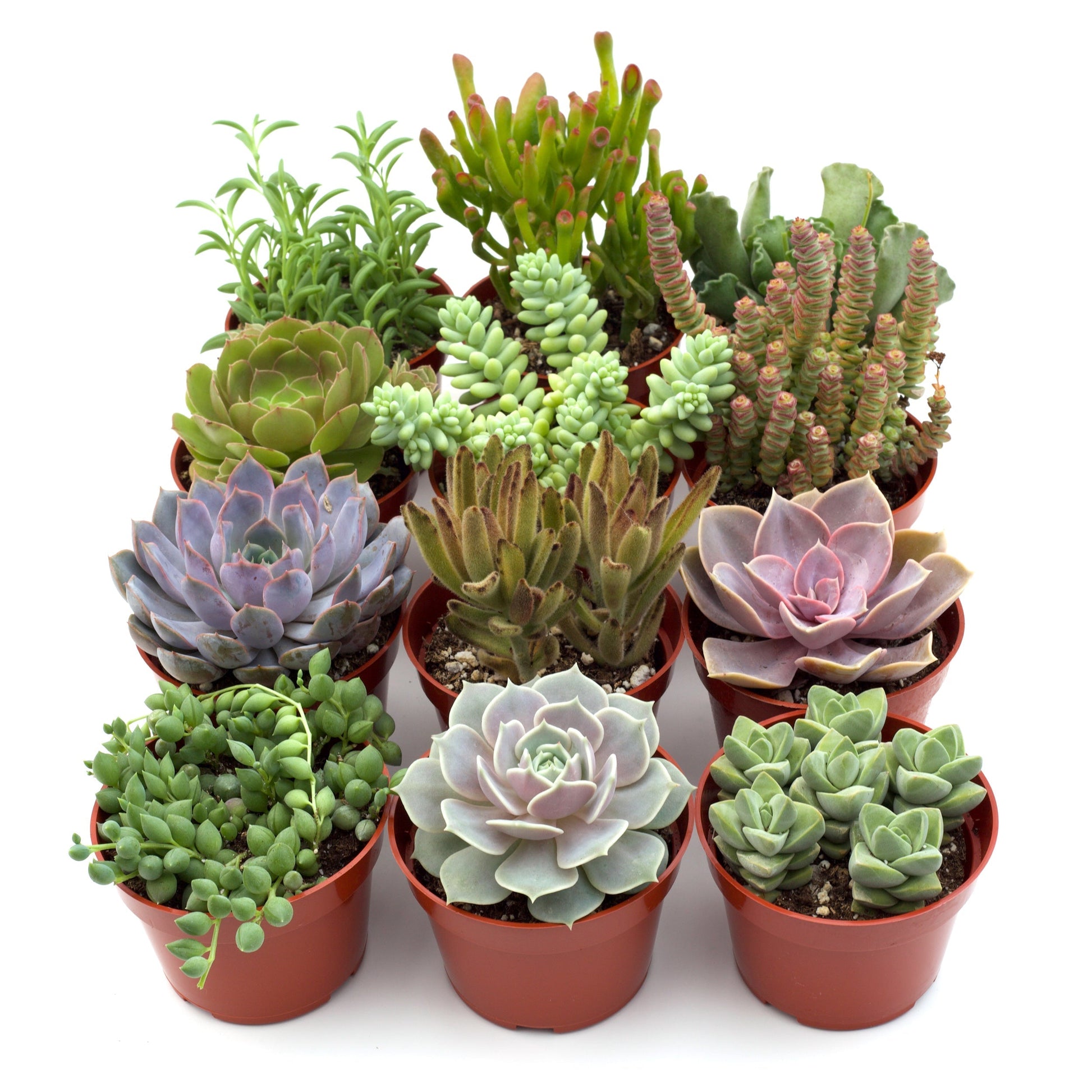 succulent online Assorted Succulent Variety