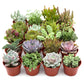 Assorted Succulent Variety