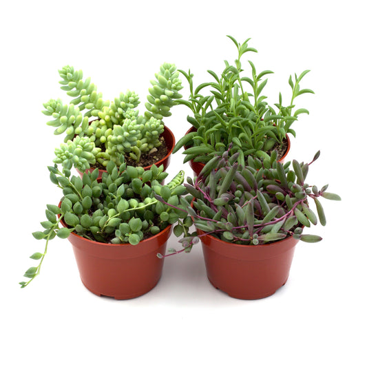 Trailing Succulents 4-Pack