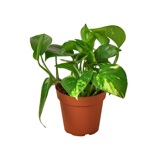 2 Pothos Variety Pack