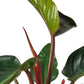 Philodendron 'Congo Rojo'