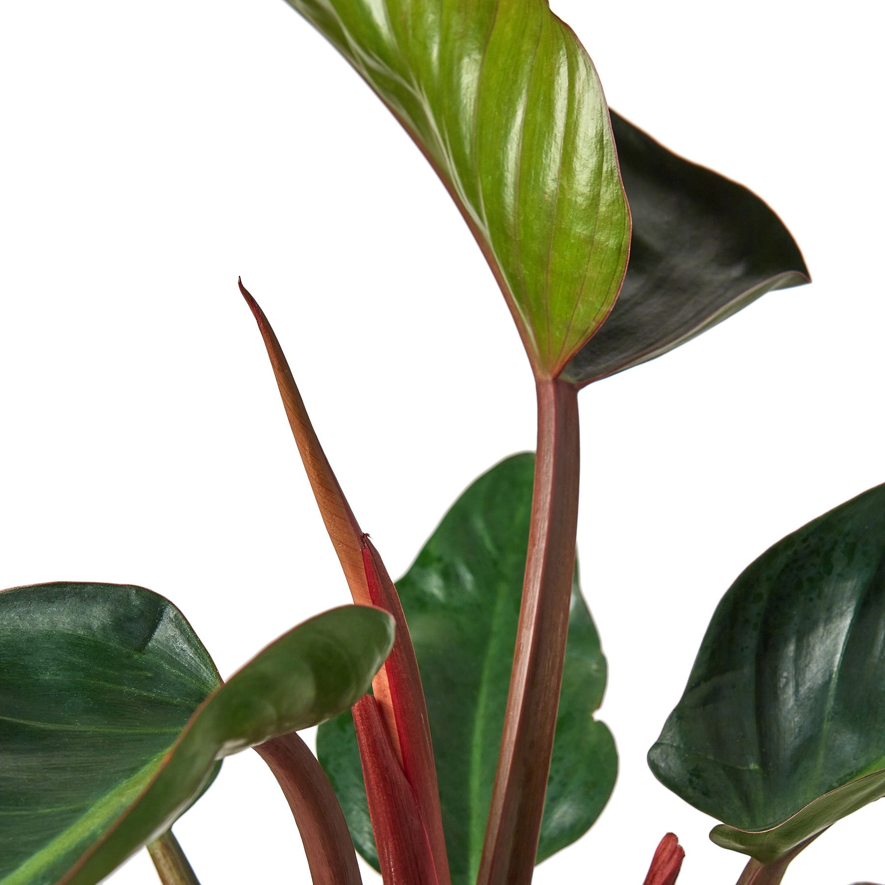 rojo congo philodendron for sale Philodendron 'Congo Rojo' 6" Pot